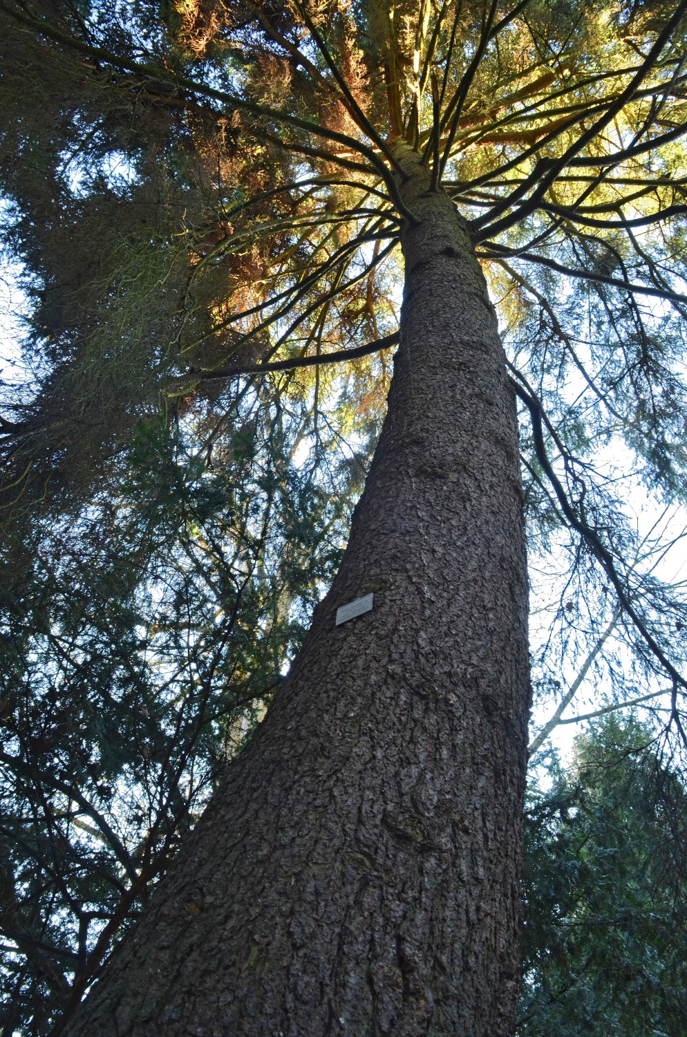 Picea obovata - Stuttgart-Hohenheim - 2021