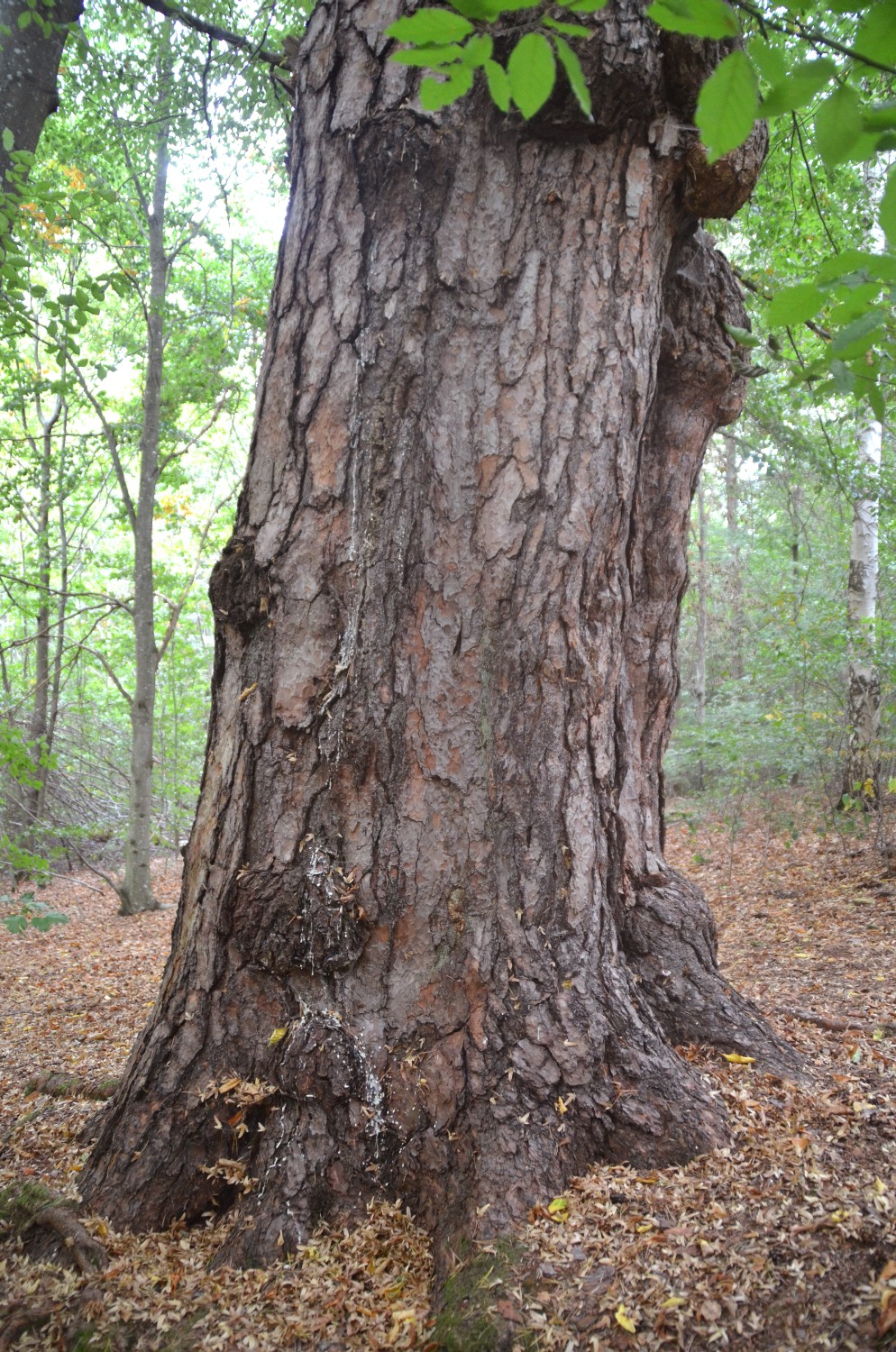 Pinus sylvestris - Stuttgart-West - 2018