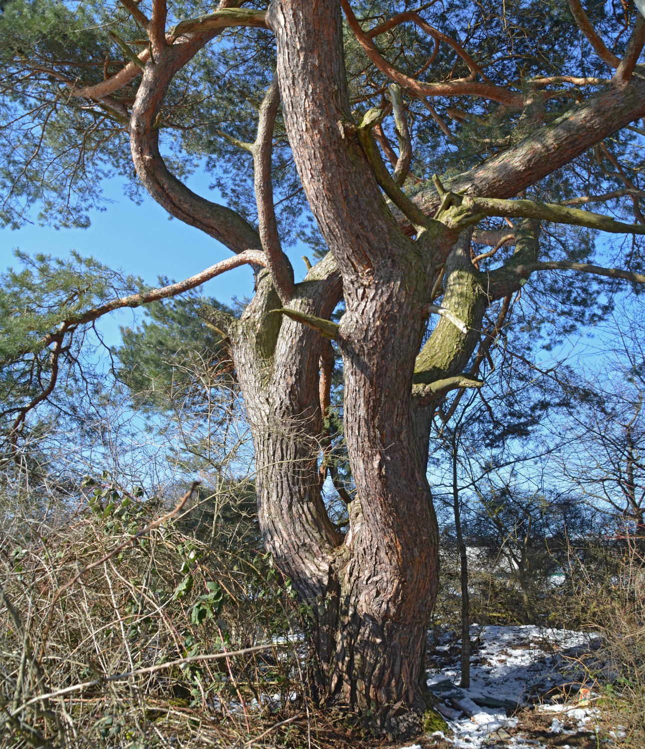 Pinus sylvestris - Döffingen - 2018