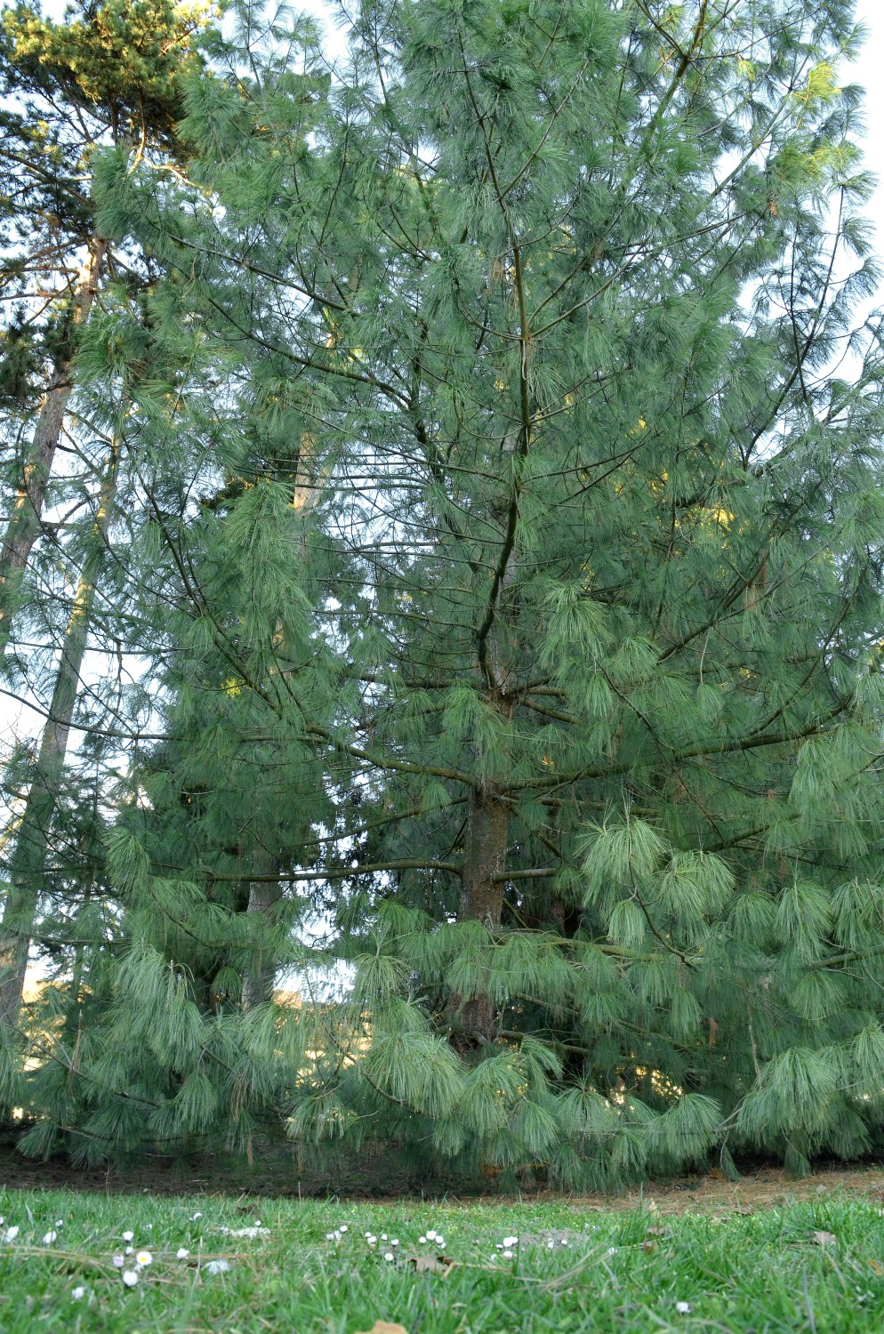 Pinus wallichiana - Stuttgart-Hohenheim - 2021
