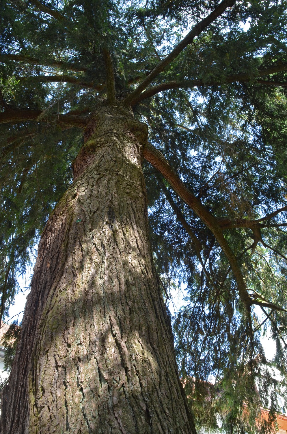 Tsuga canadensis - Bad Herrenalb - 2020