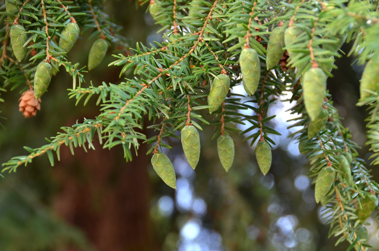 Tsuga canadensis - Bad Herrenalb - 2020