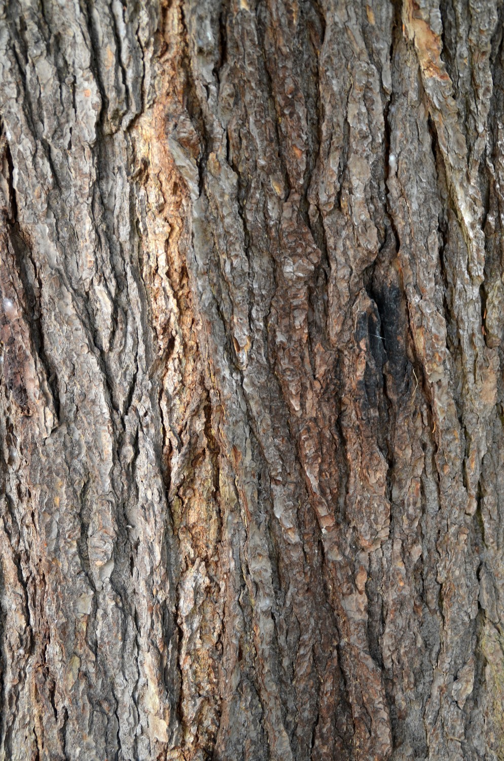 Tsuga canadensis - Bad Herrenalb - 2020