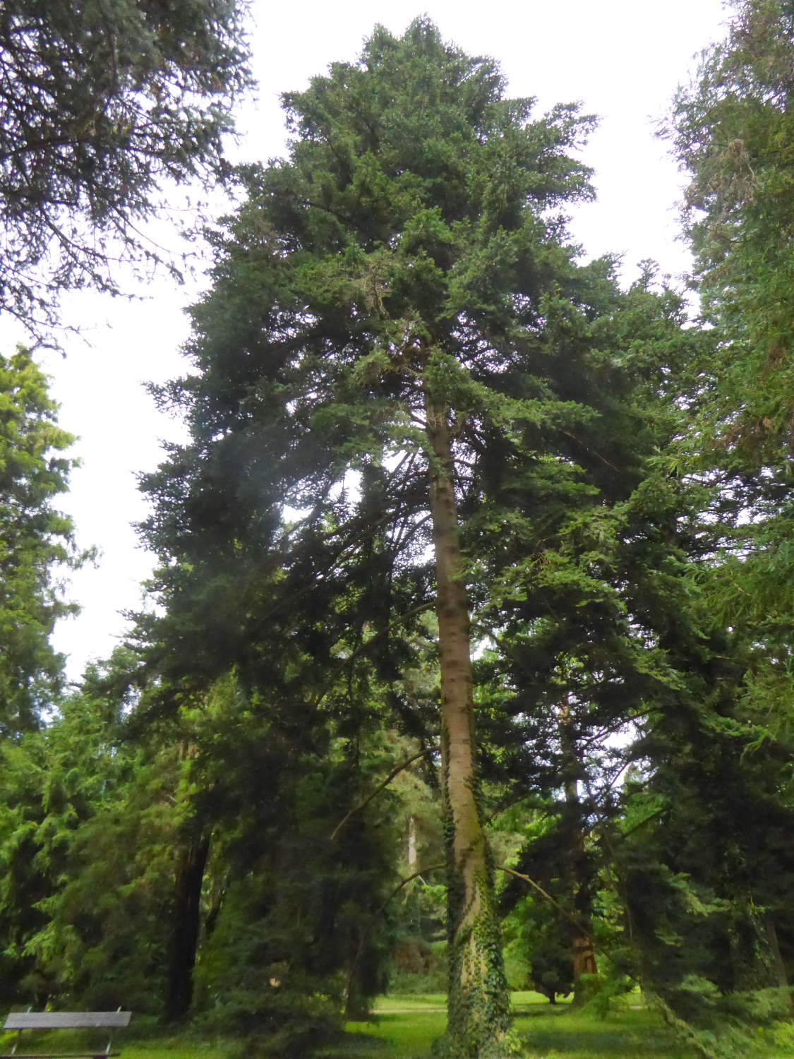 Picea abies - Dresden-Pillnitz - August 2016