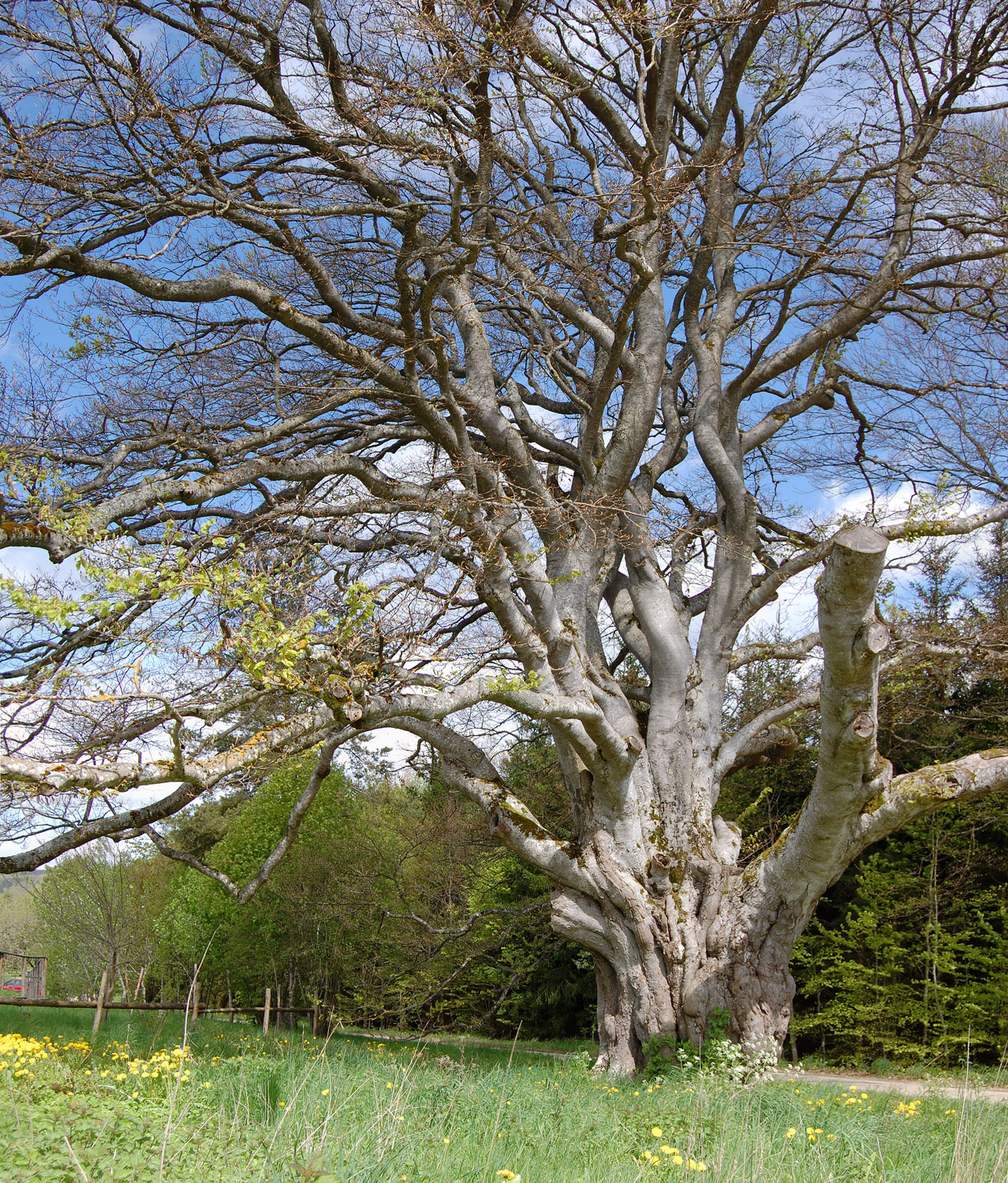 Fagus sylvatica - Harthausen a. d. Scher - 2013