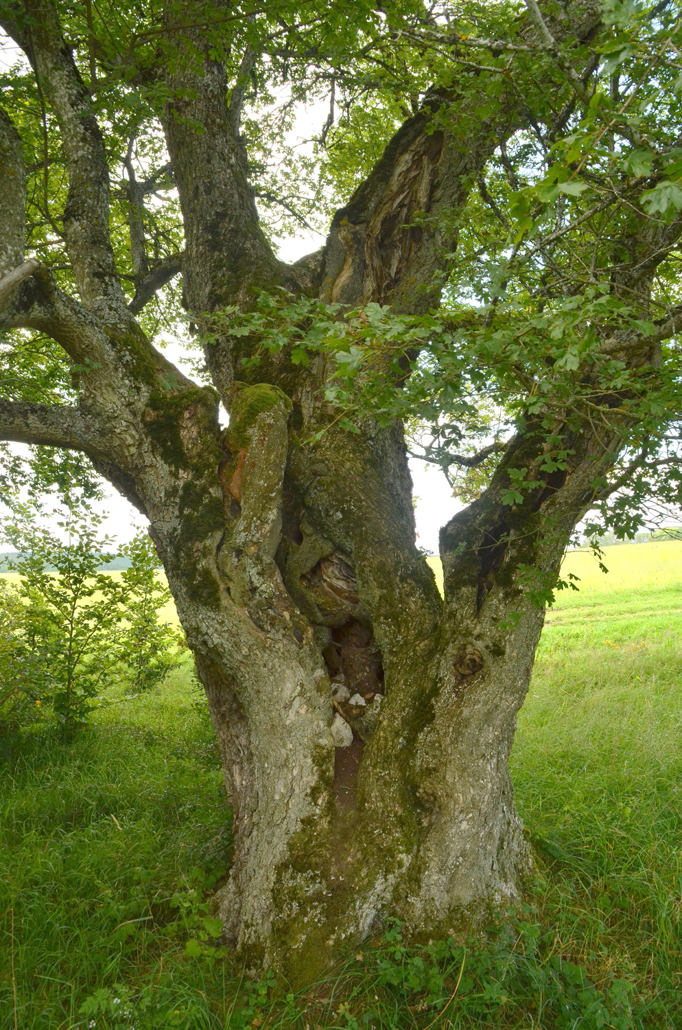 Acer campestre - Onstmettingen - 2021
