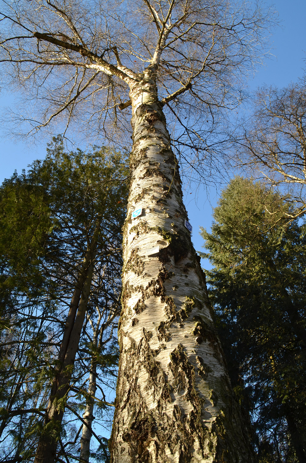 Betula papyrifera - Stuttgart-Hohenheim - 2021