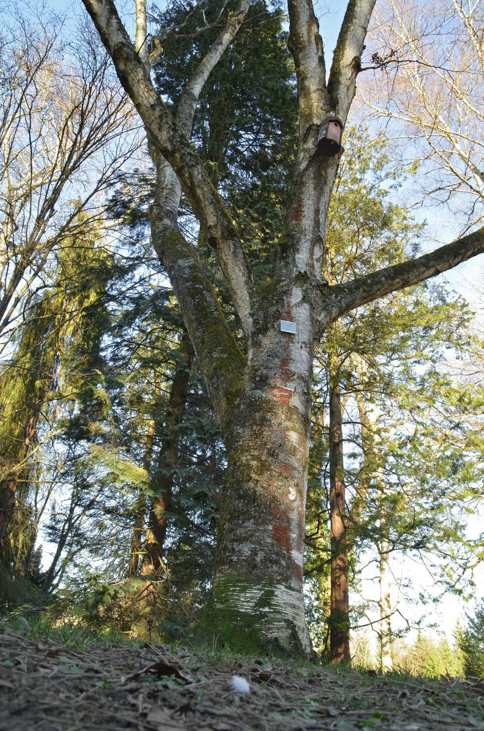 Betula populifolia - Stuttgart-Hohenheim - 2021