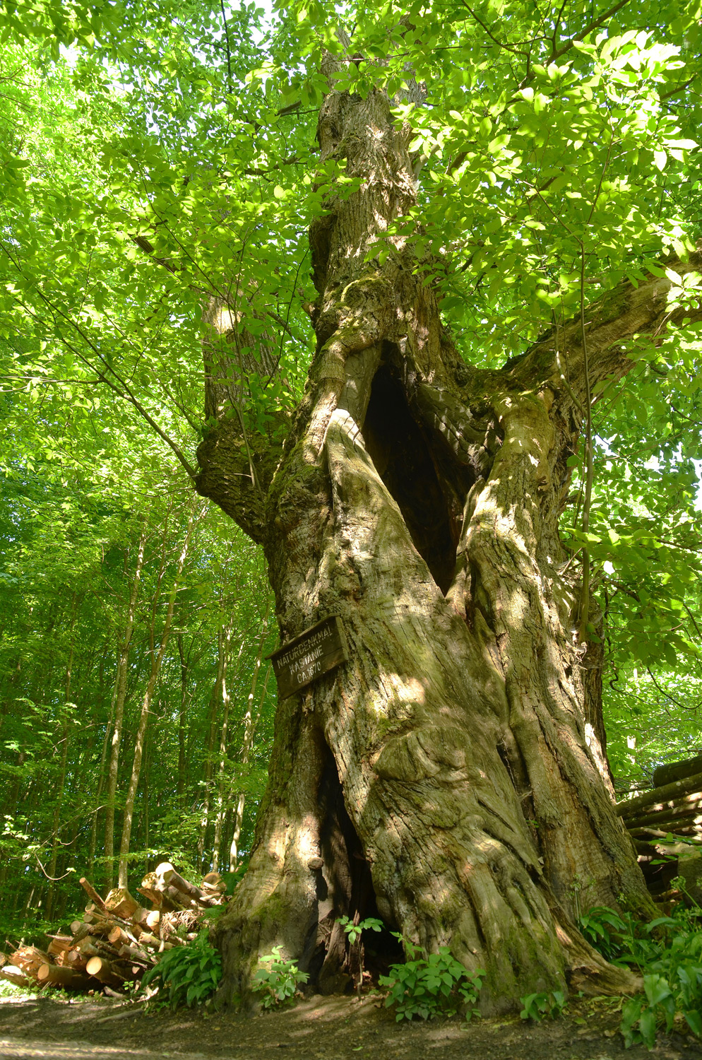 Castanea sativa - Suggental - 2022