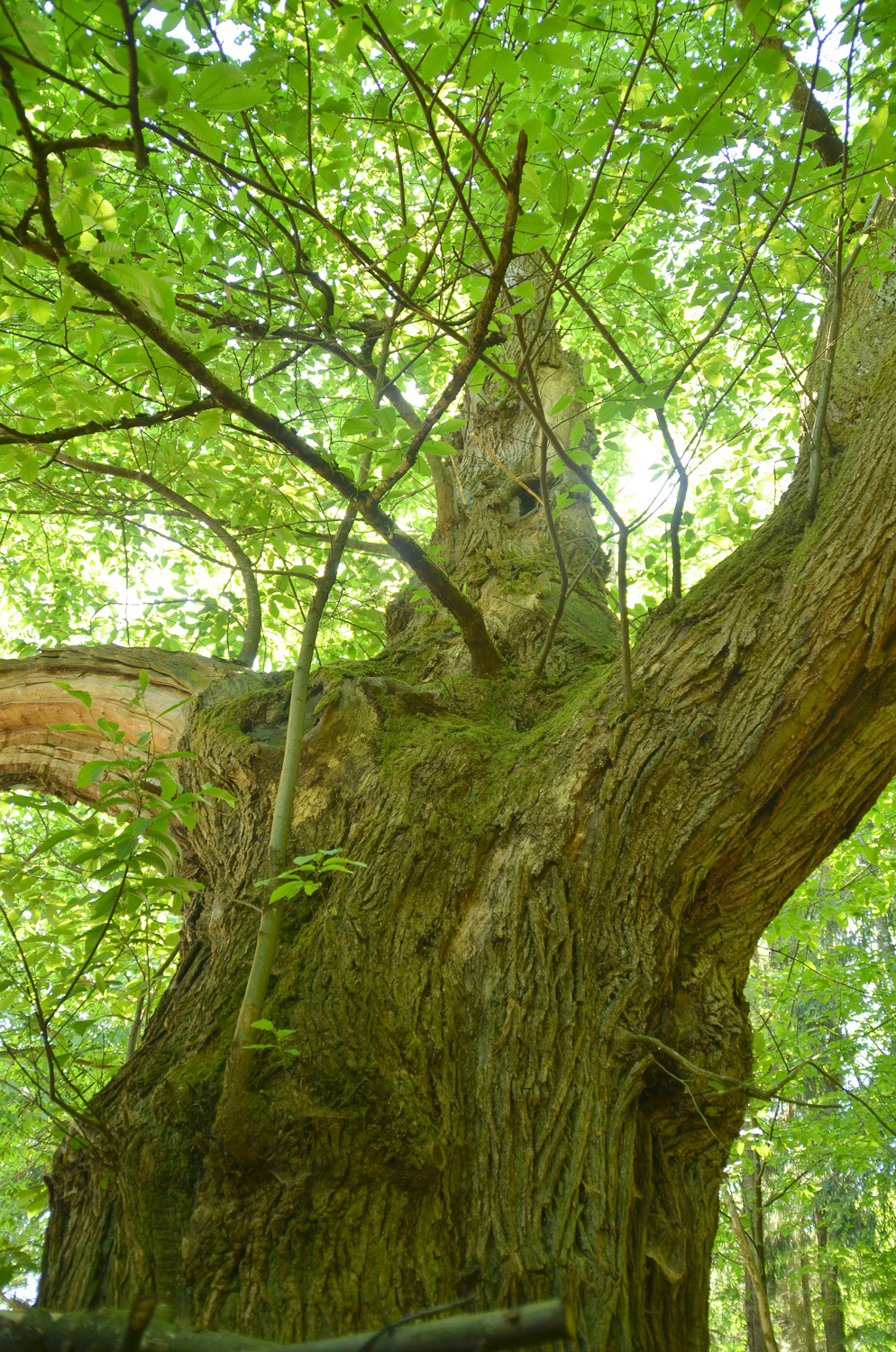 Castanea sativa - Suggental - 2022