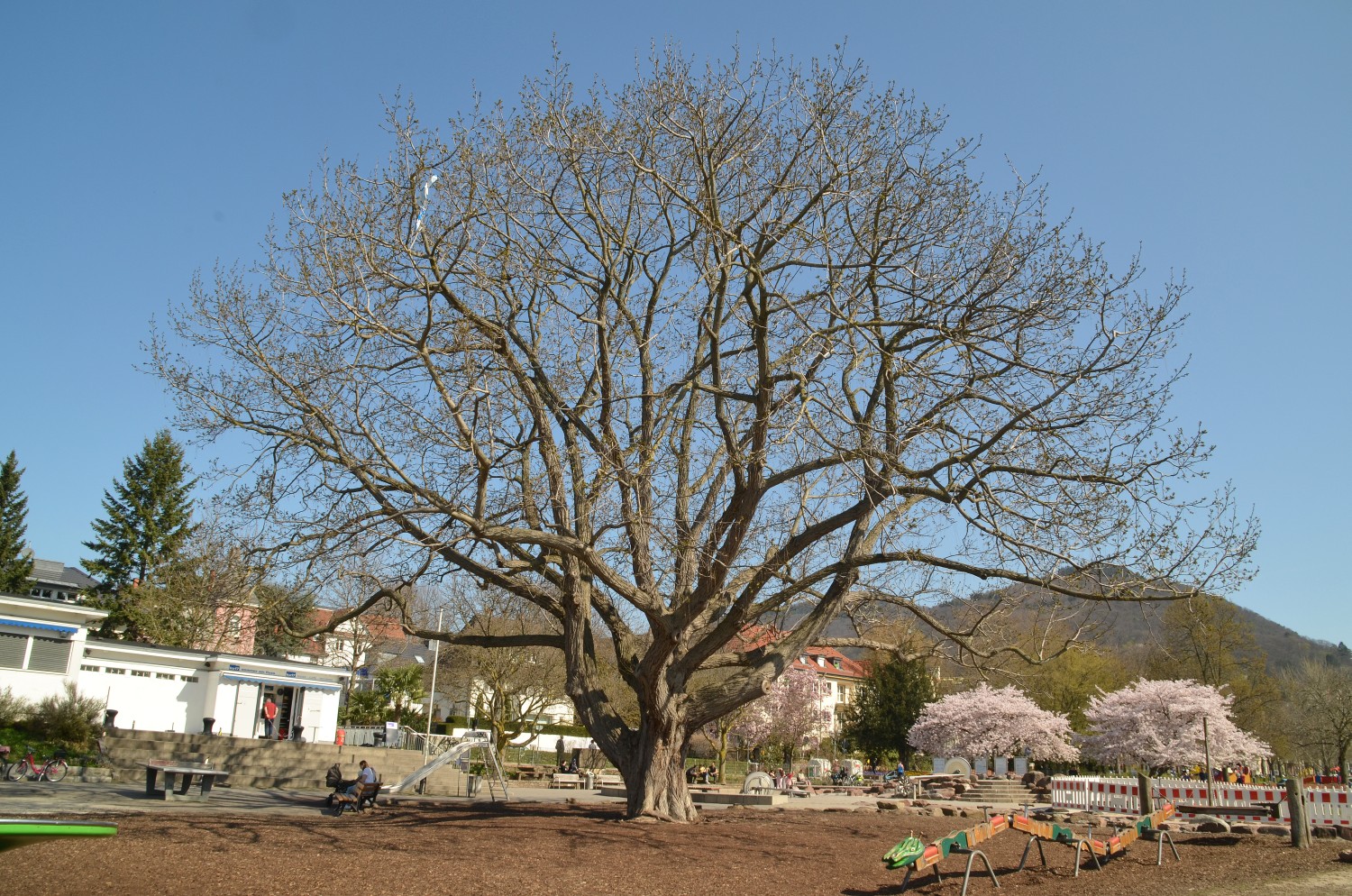 Pterocarya fraxinifolia - Heidelberg-Neuenheim - 2021