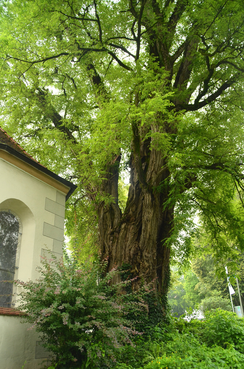 Robinia pseudoacacia - Bad Waldsee - 2021