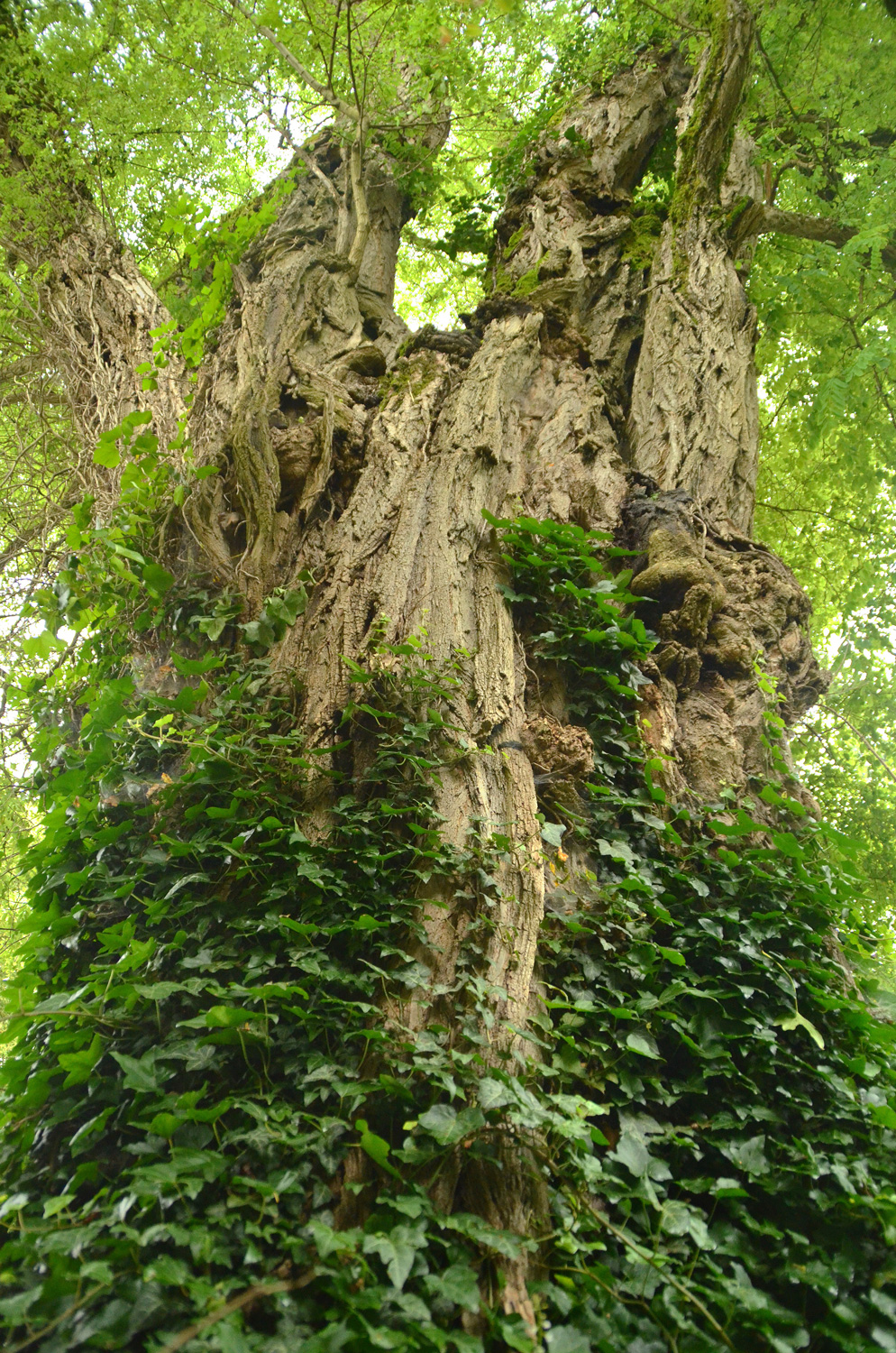 Robinia pseudoacacia - Bad Waldsee - 2021