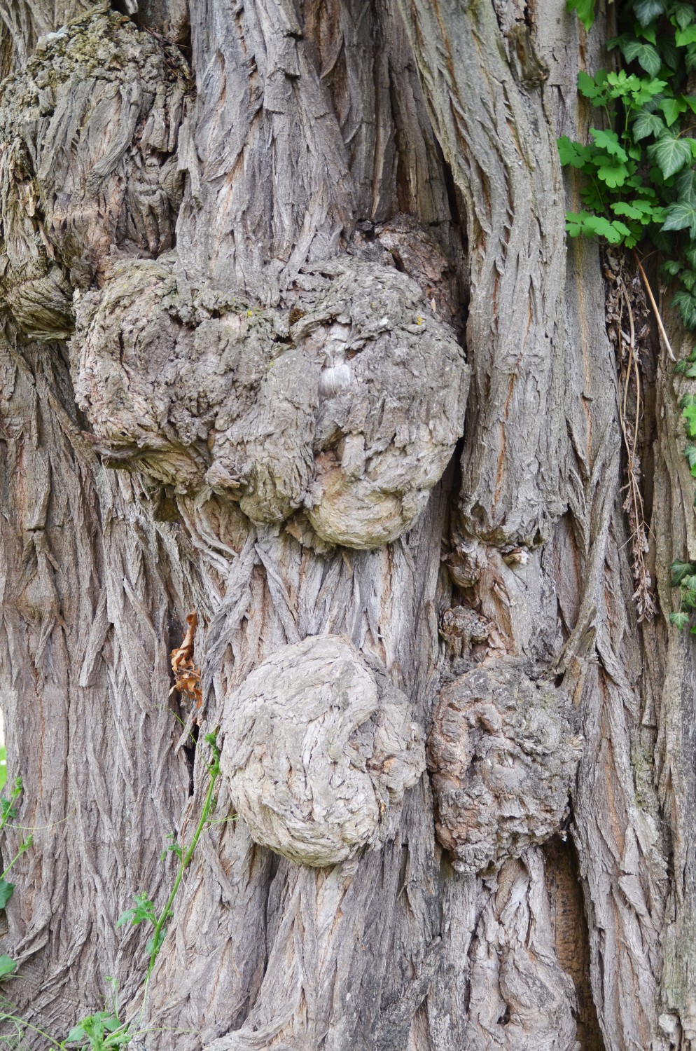 Robinia pseudoacacia - Geislingen - 2016