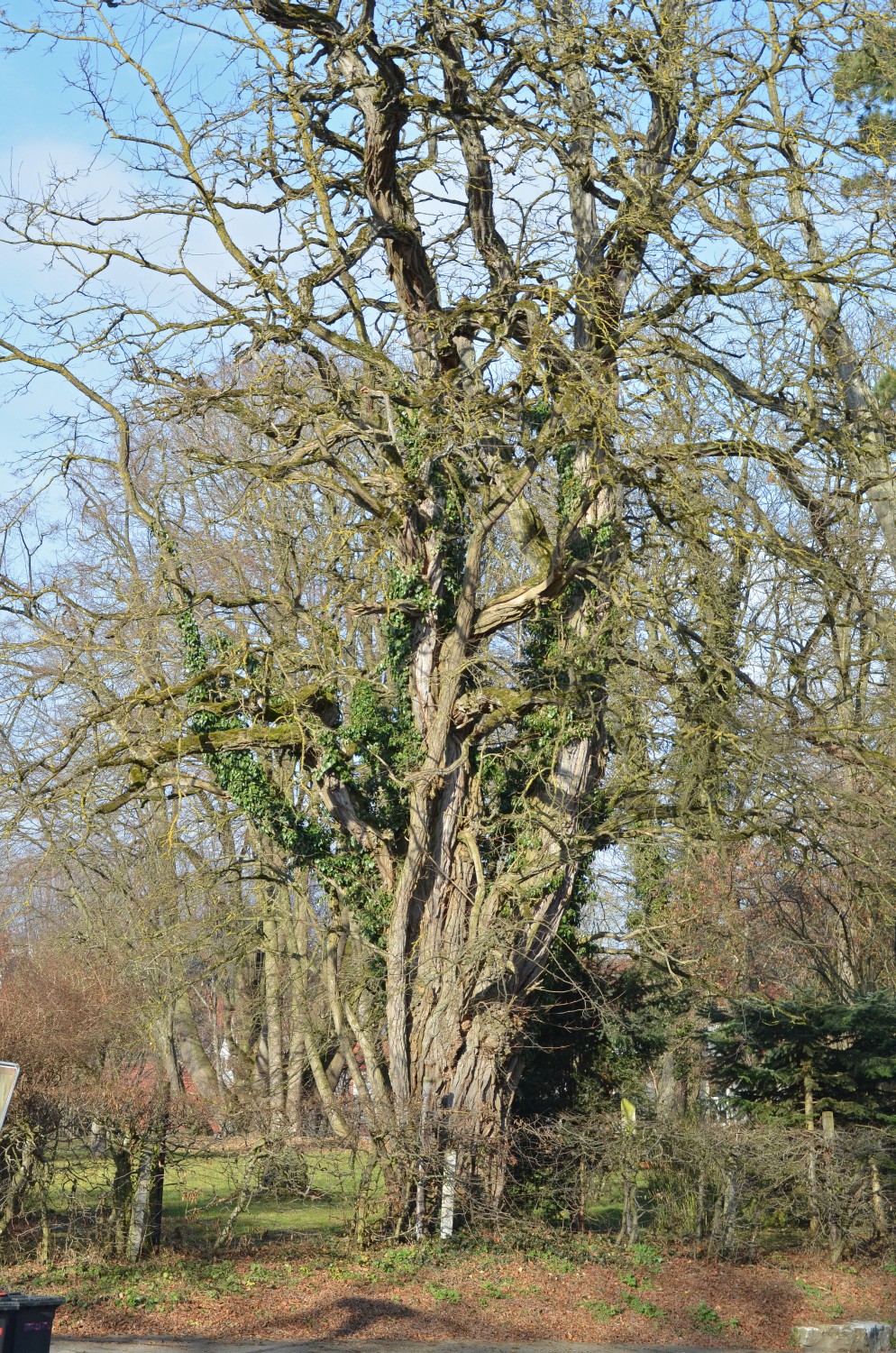 Robinia pseudoacacia - Mittelbiberach - 2014