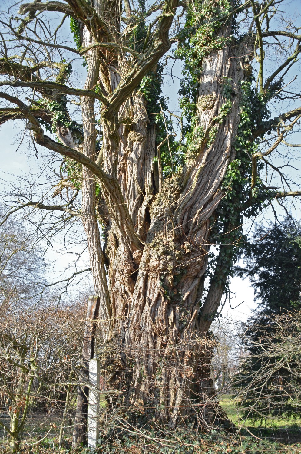 Robinia pseudoacacia - Mittelbiberach - 2014