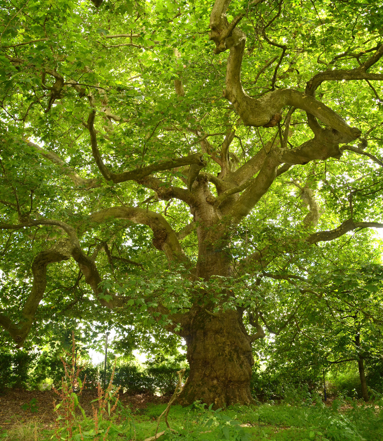 Platanus orientalis - Espasingen