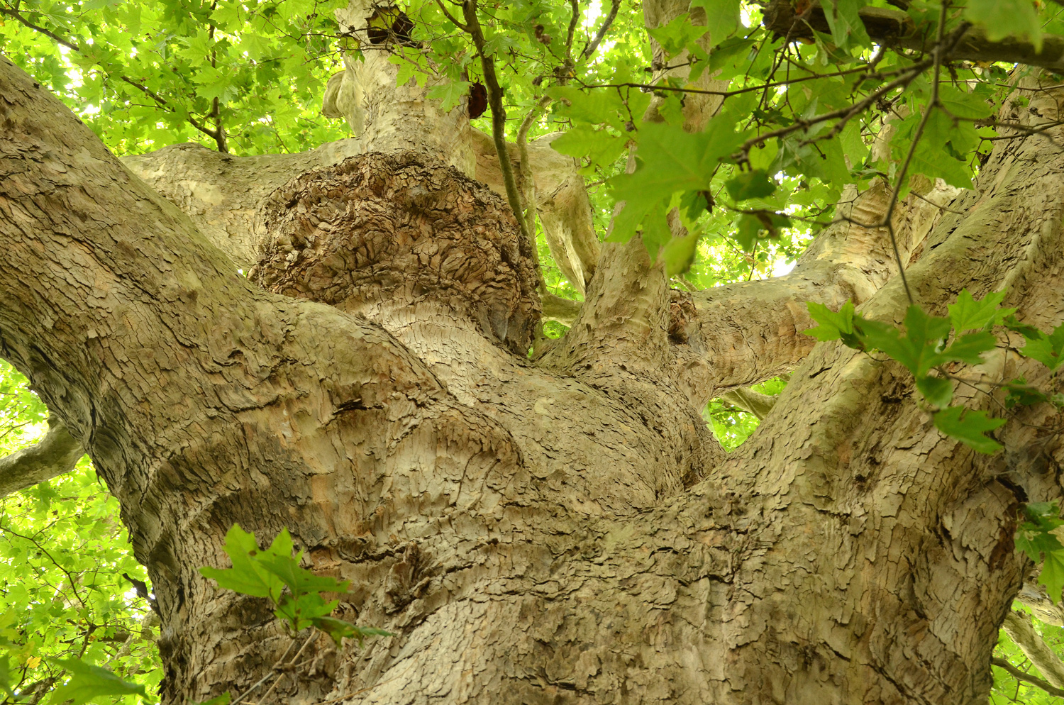 Platanus orientalis - Espasingen