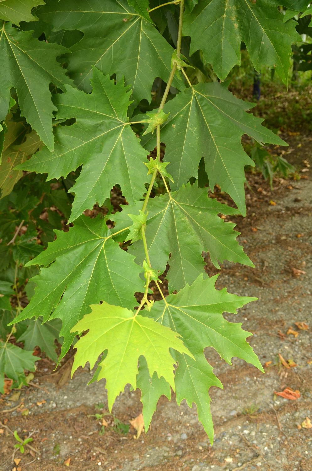 Platanus orientalis - Espasingen