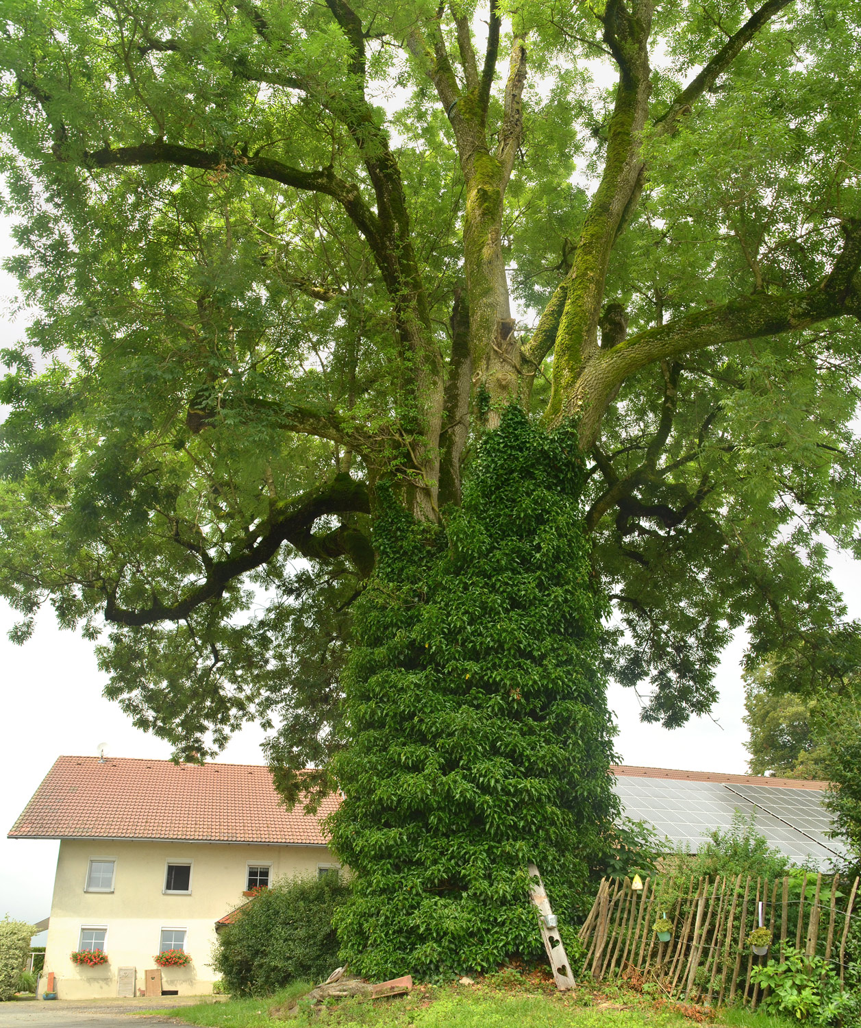 Fraxinus excelsior - Bietenweiler - 2021