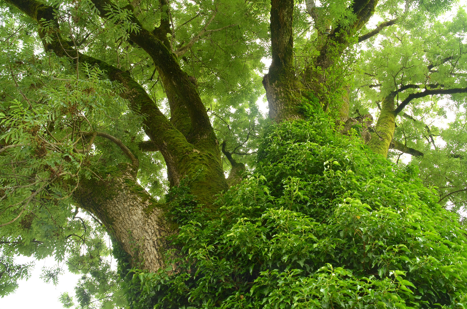 Fraxinus excelsior - Bietenweiler - 2021