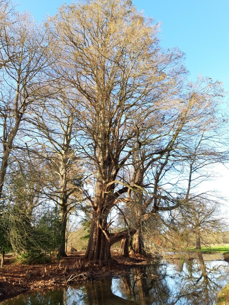 Taxodium distichum - Straelen - 2022