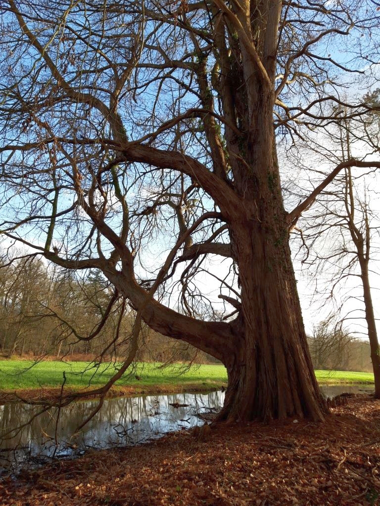 Taxodium distichum - Straelen - 2022