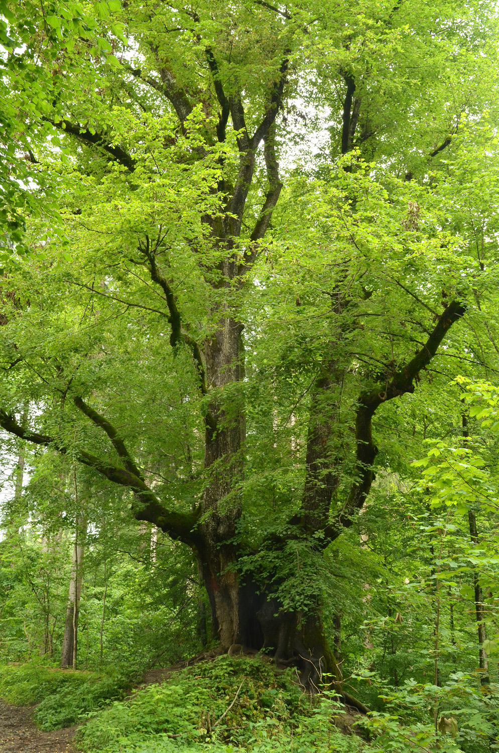 Tilia platyphyllos - Ratzenried - 2021