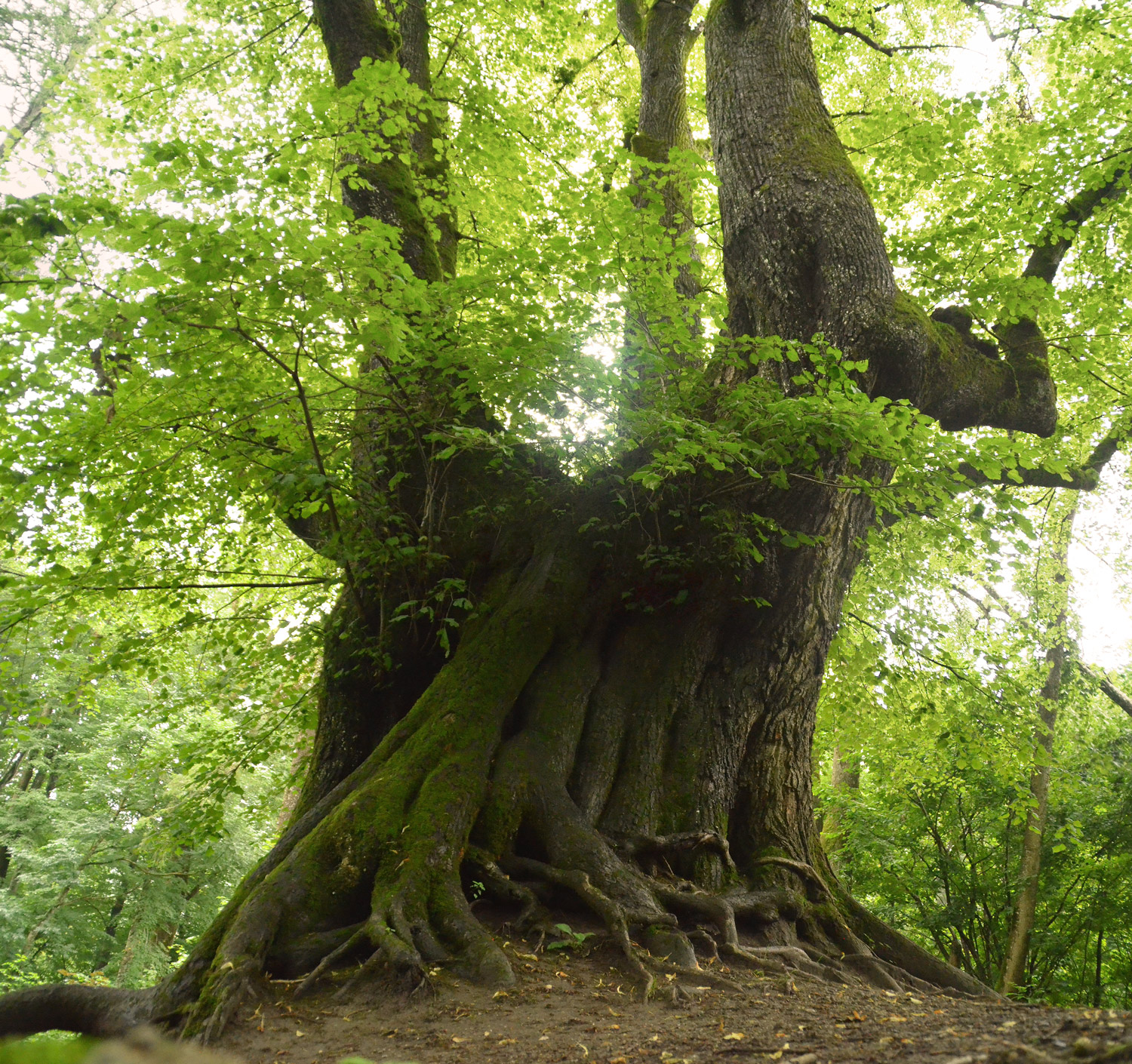 Tilia platyphyllos - Ratzenried - 2021