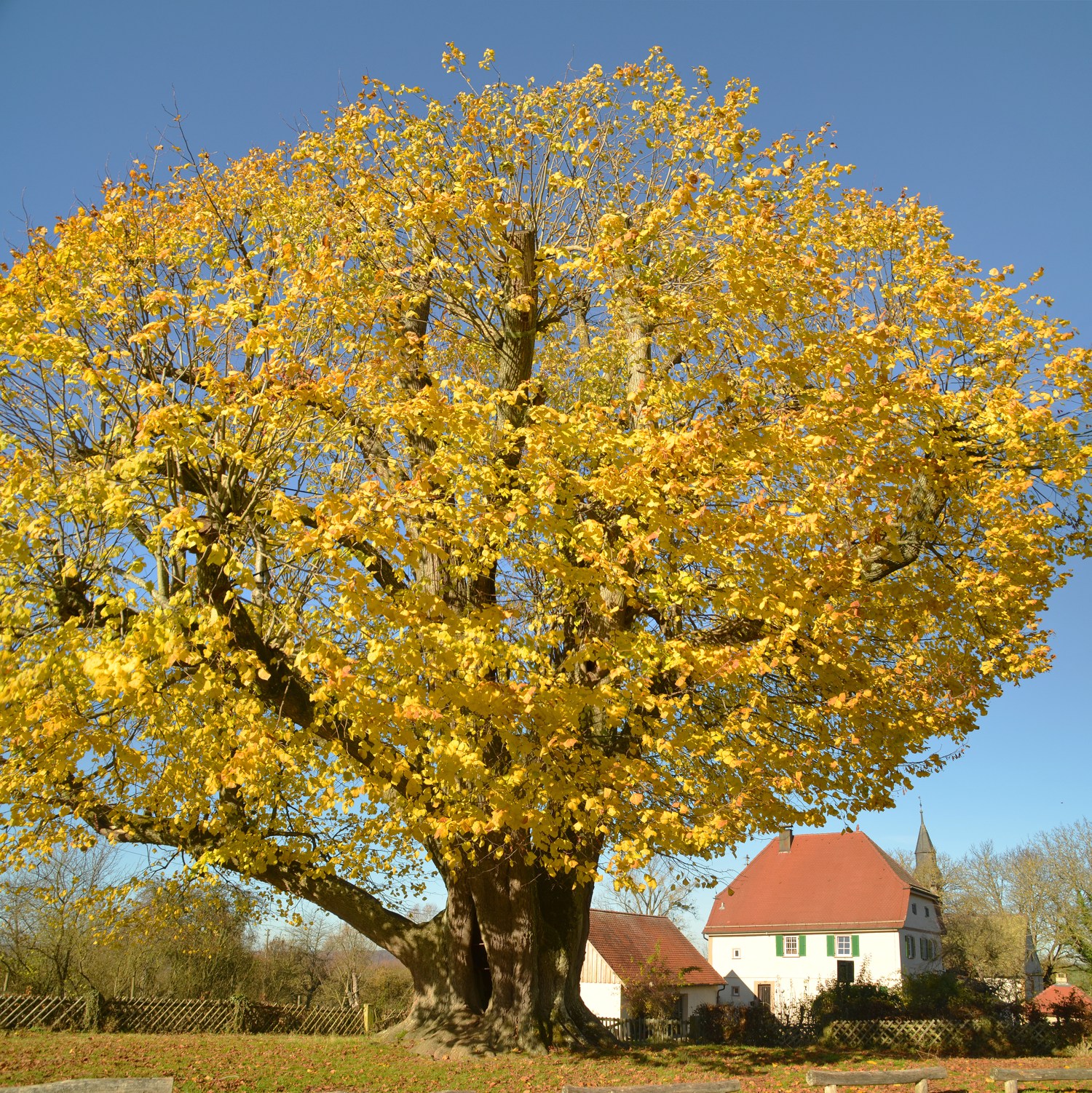Tilia platyphyllos - Neusass - 2020