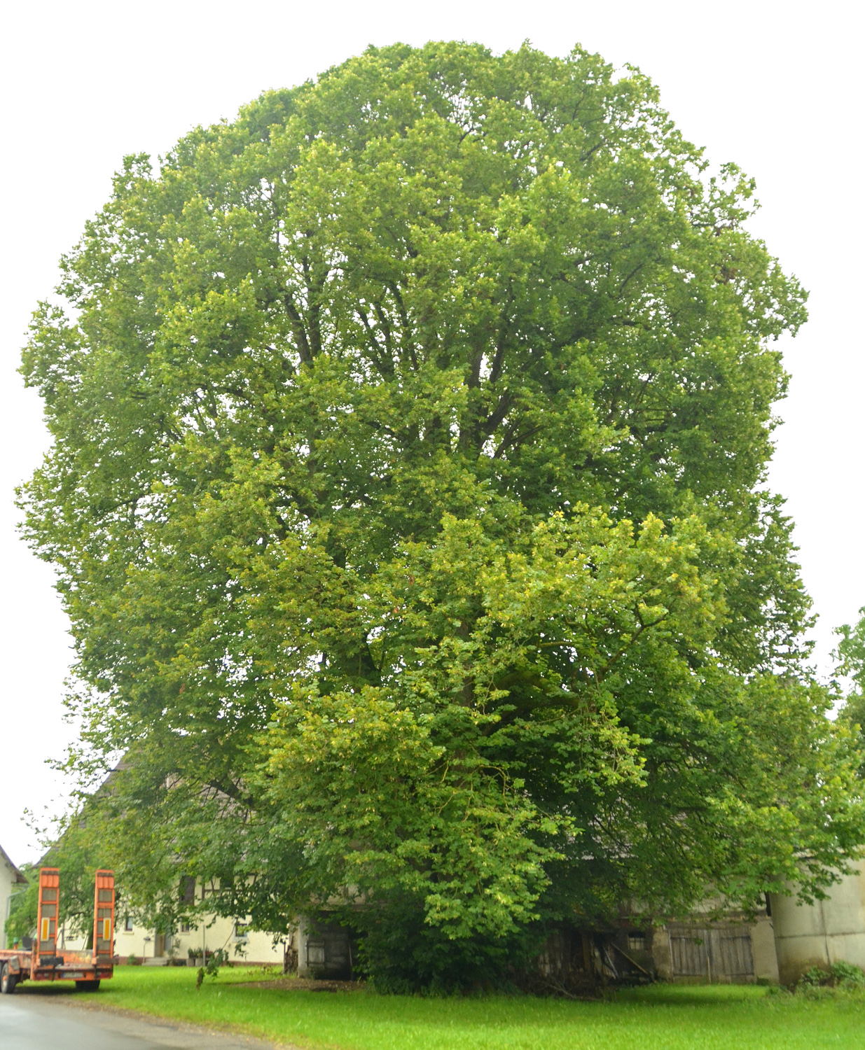 Tilia platyphyllos - Mennisweiler - 2021