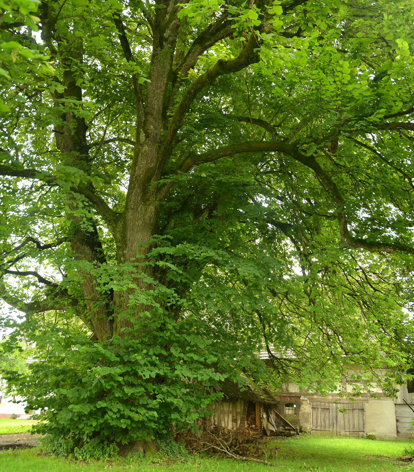 Tilia platyphyllos - Mennisweiler - 2021