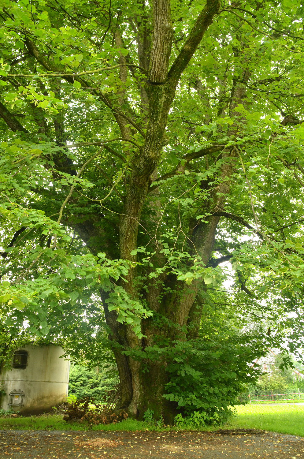 Tilia platyphyllos - Mennisweiler - 2021