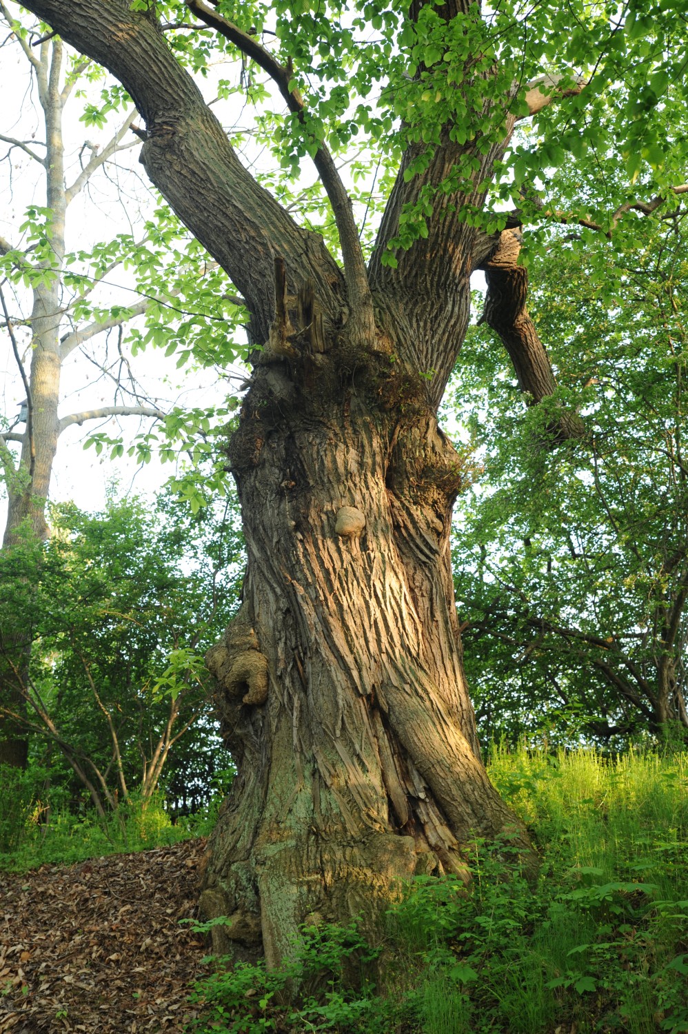 Castanea sativa - Wenigerode - 2014