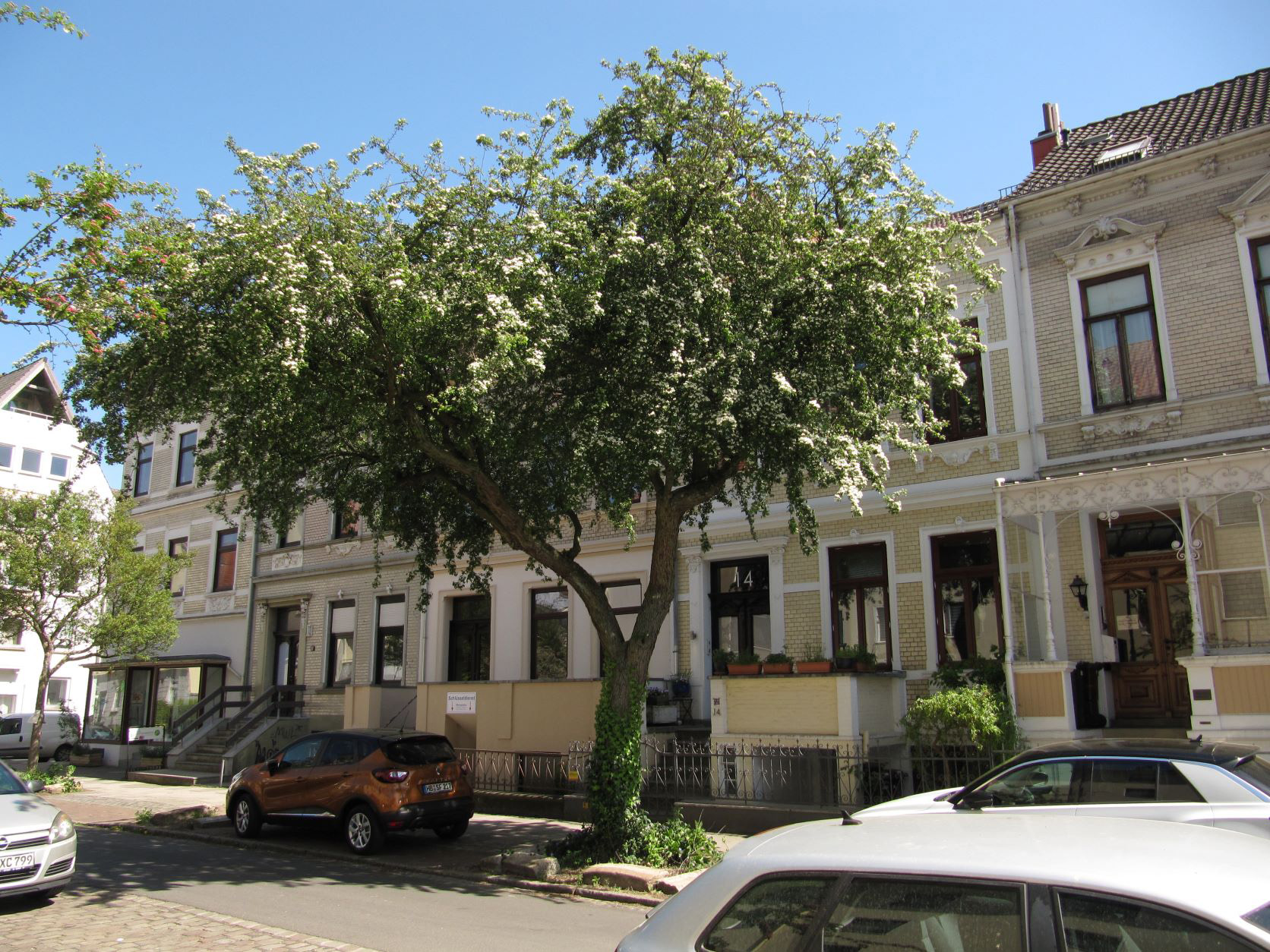 Crataegus monogyna - Bremen-Neustadt - 2022