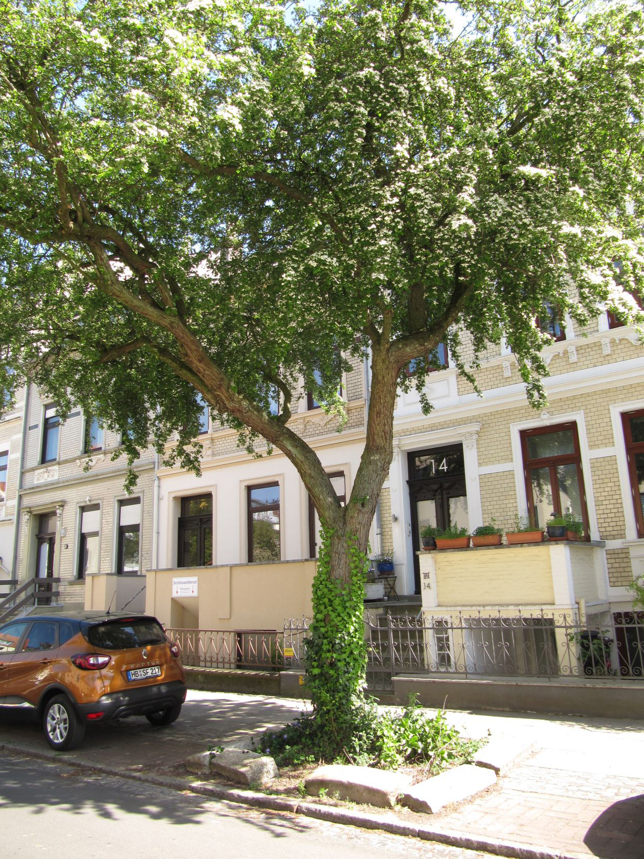 Crataegus monogyna - Bremen-Neustadt - 2022
