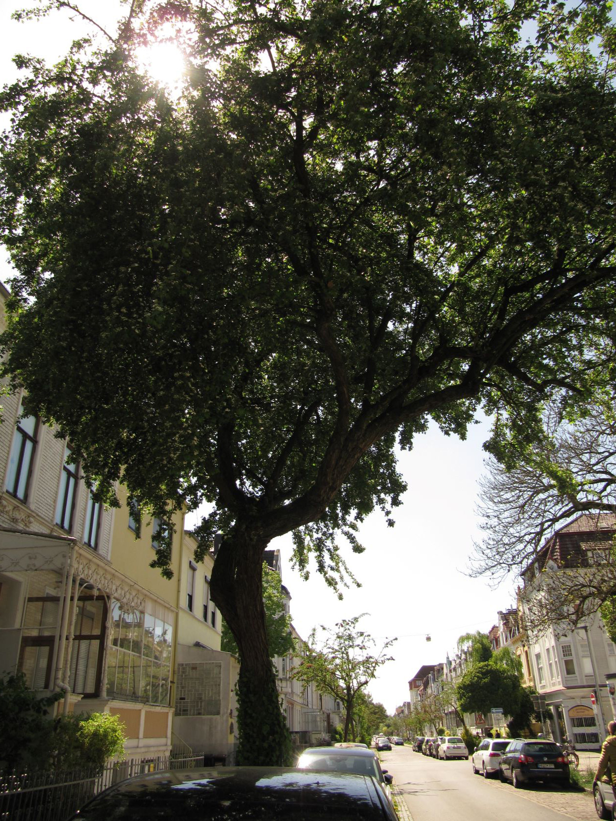 Crataegus monogyna - Bremen-Neustadt - 2022