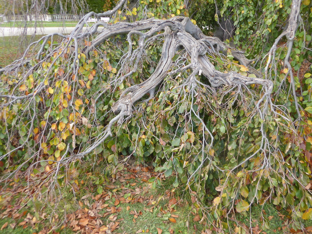 Fagus sylvatica 'Pendula' - Sonnenbrandschaden - Dresden - 2022