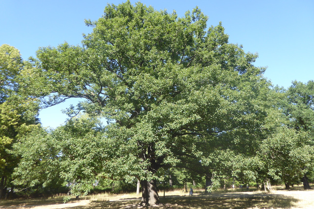 Quercus x rosacea - Dresden - 2022