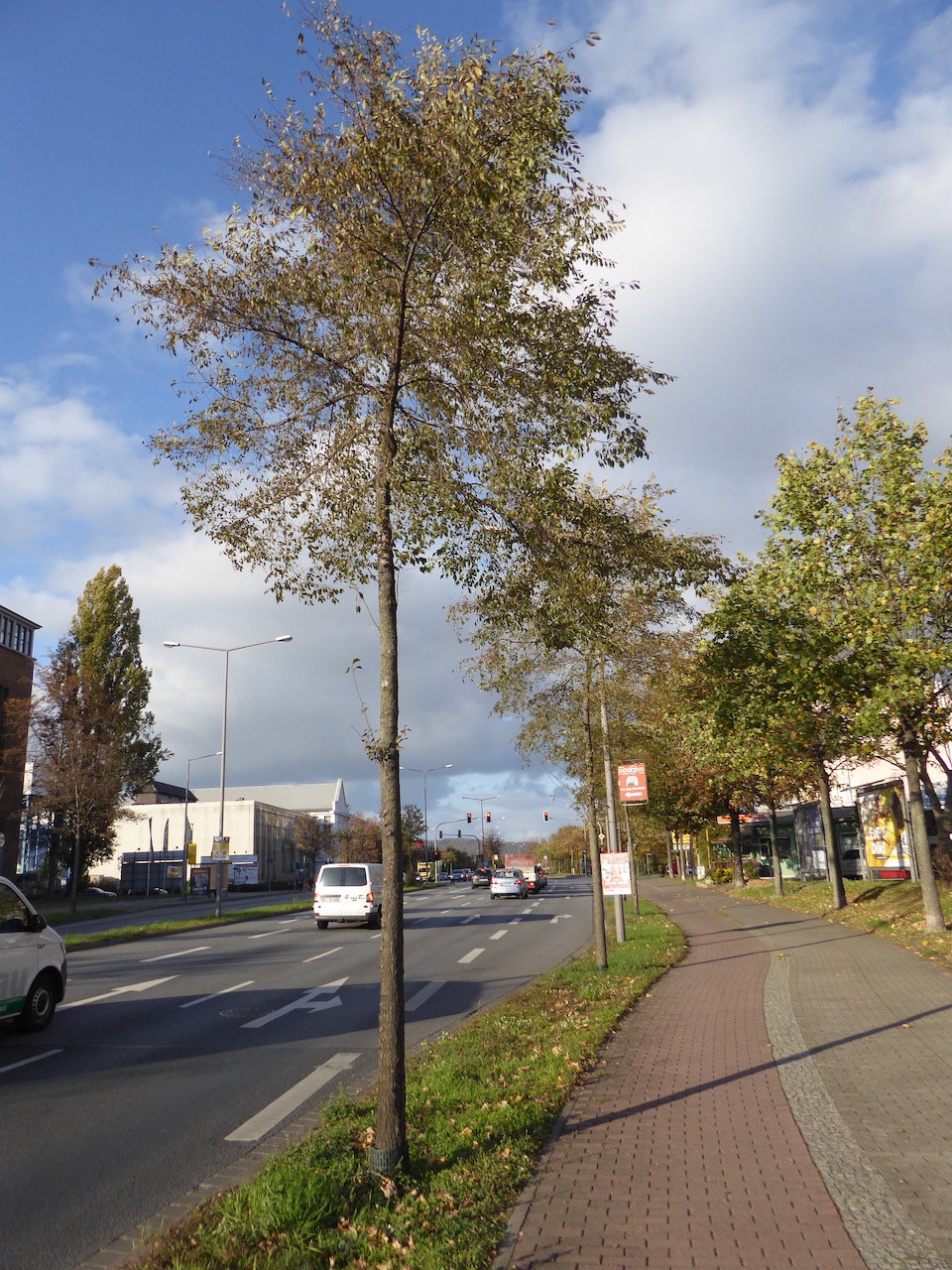 Ulmus 'Rebella' - Dresden - 2021