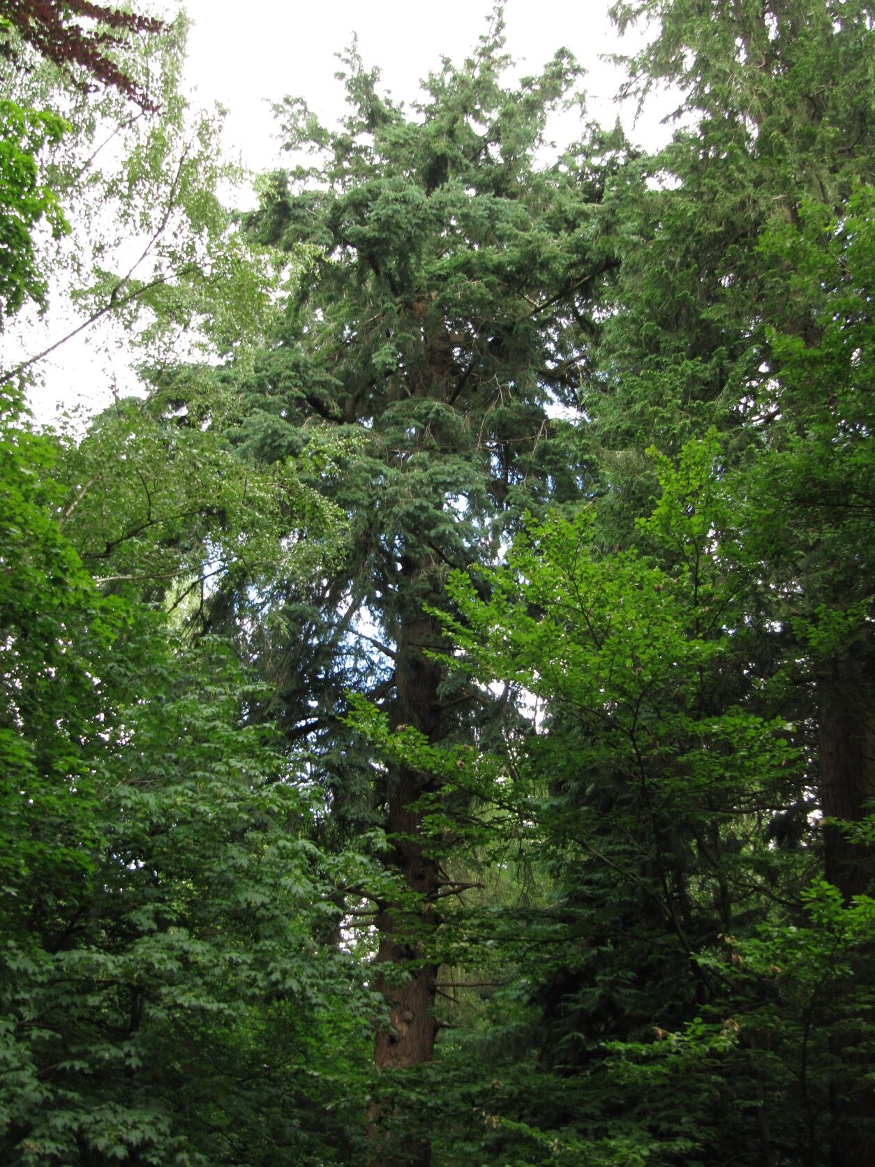 Pseudotsuga menziesii - Barneführer Holz - Juni 2022