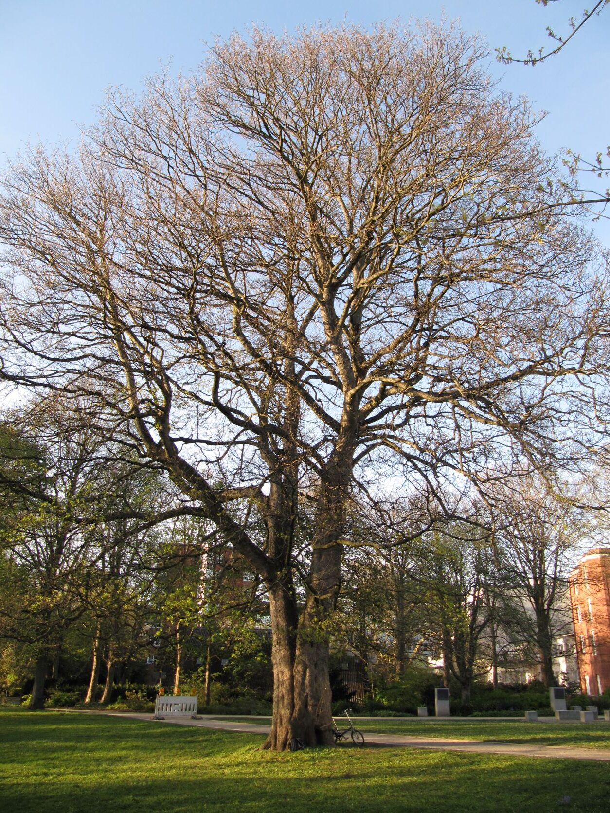 Acer pseudoplatanus - Kiel Ratsdienergarten - Mai 2022