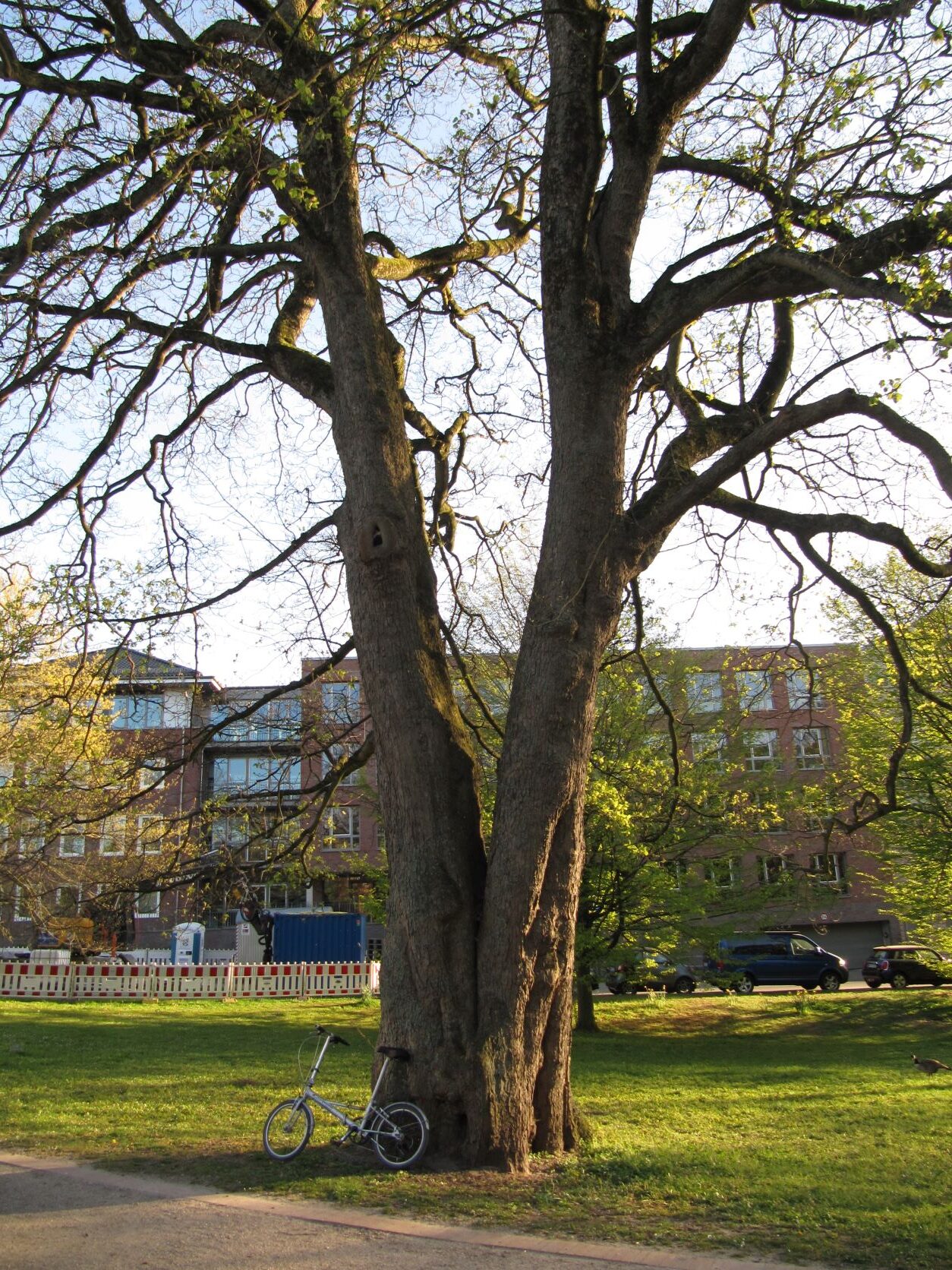 Acer pseudoplatanus - Kiel Ratsdienergarten - Mai 2022