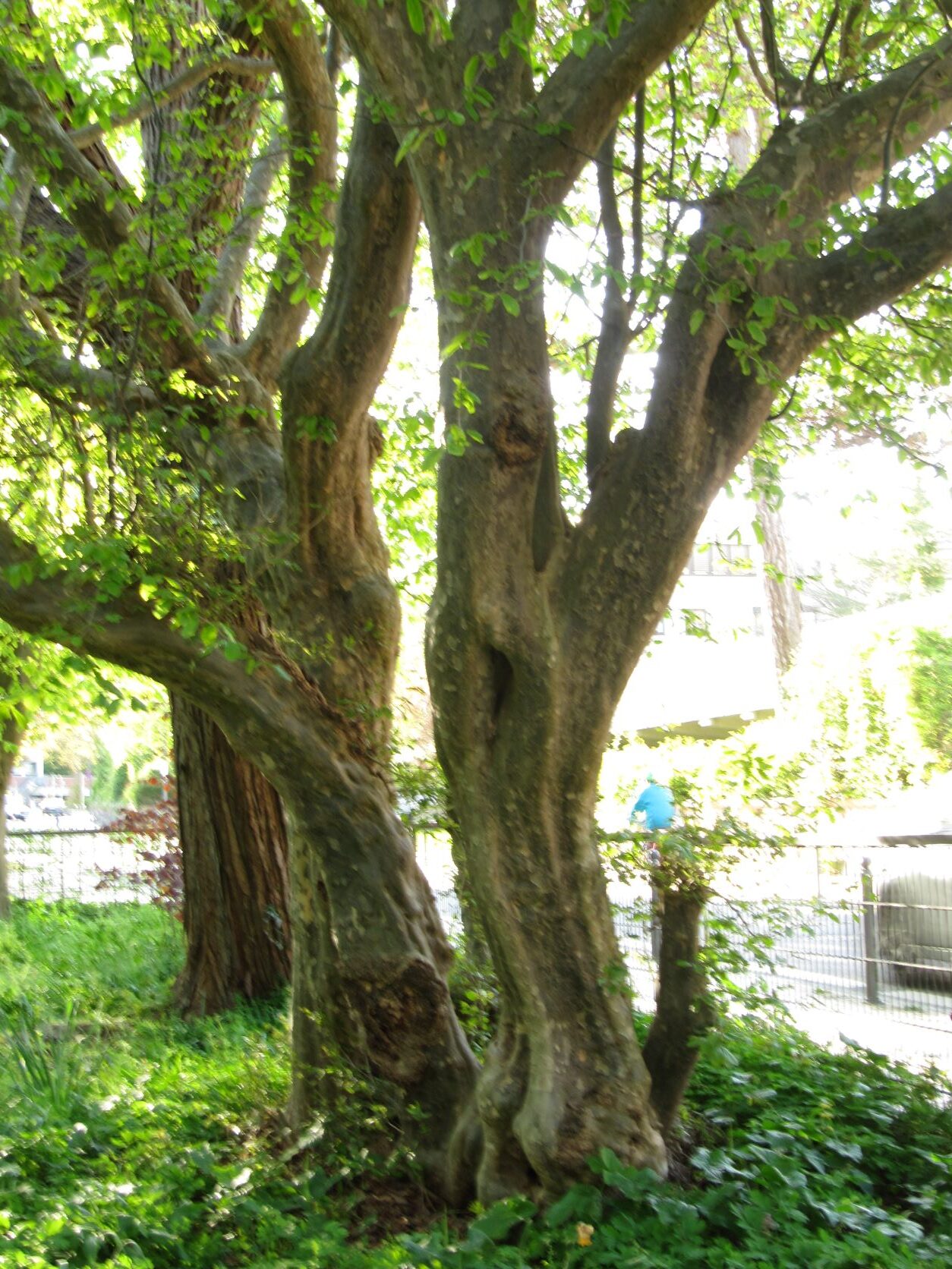 Parrotia persica - Kiel Alter Botanischer Garten - Mai 2022