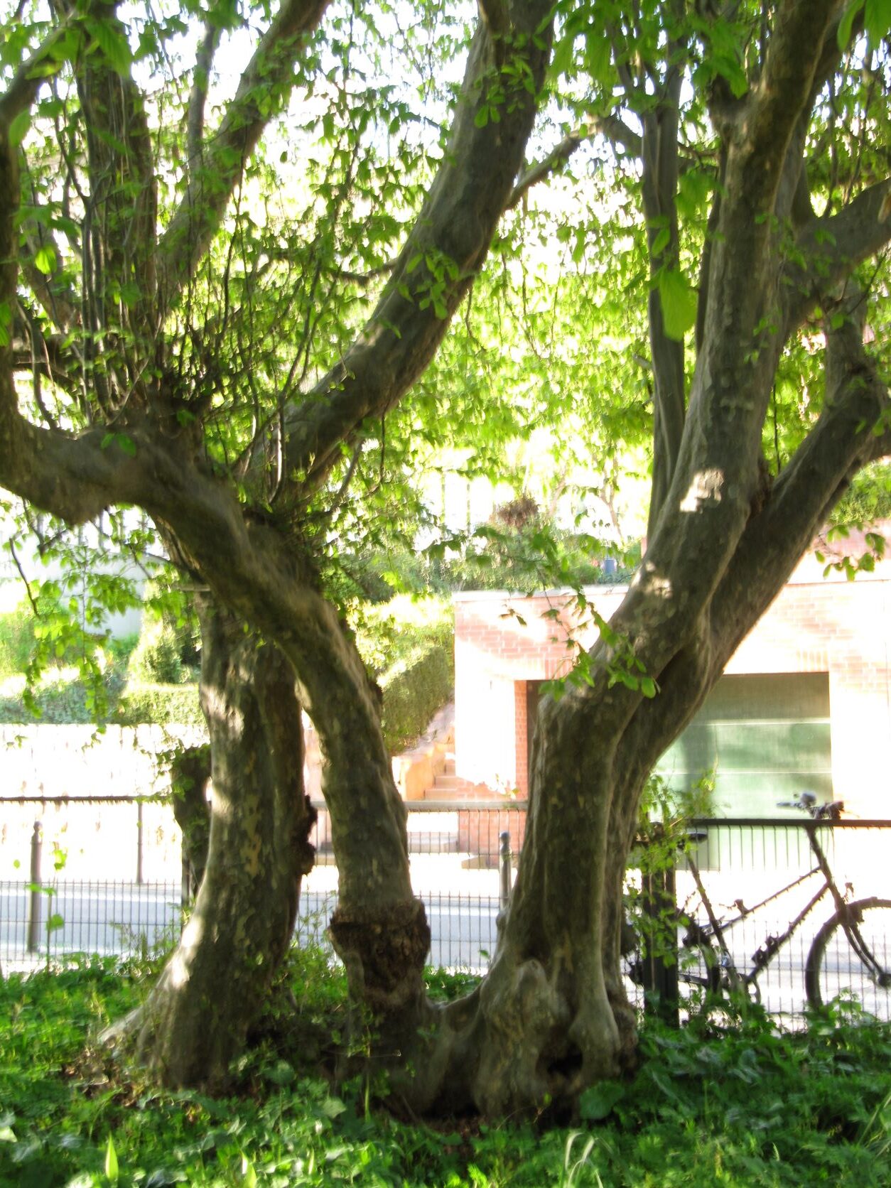 Parrotia persica - Kiel Alter Botanischer Garten - Mai 2022