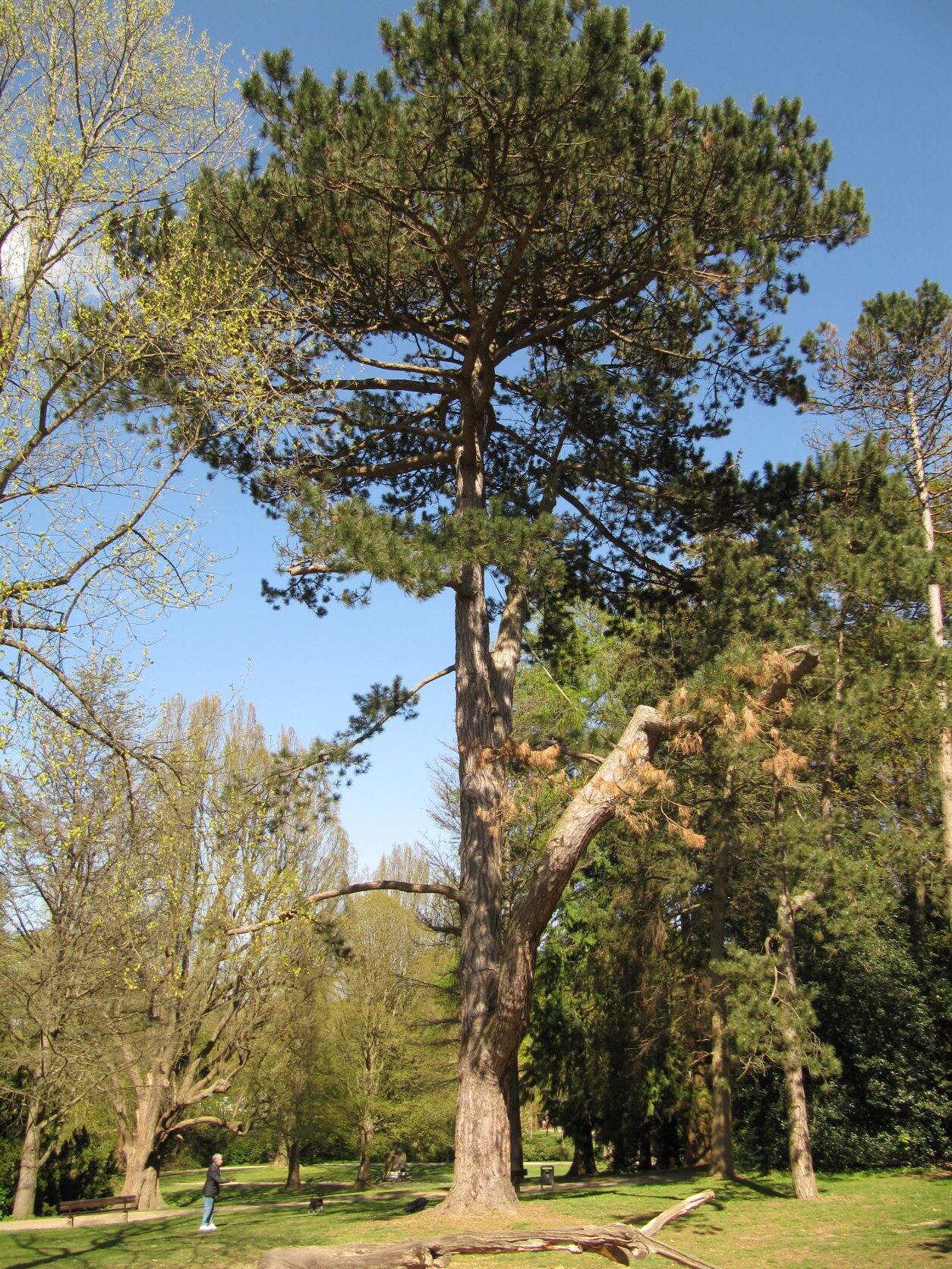 Pinus nigra - Kiel Forstbaumschulenpark - 2022