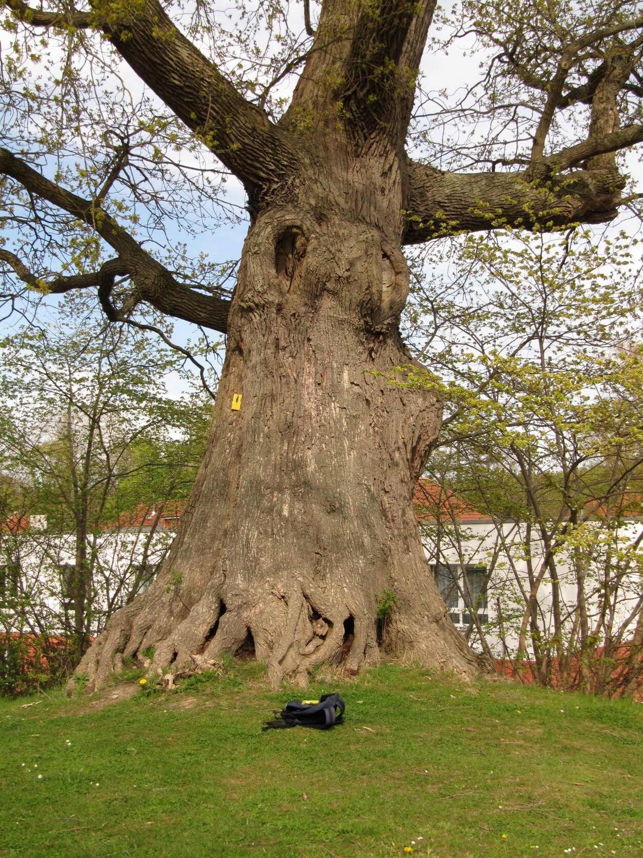 Quercus robur - Dän.Nienhof - Mai 2022