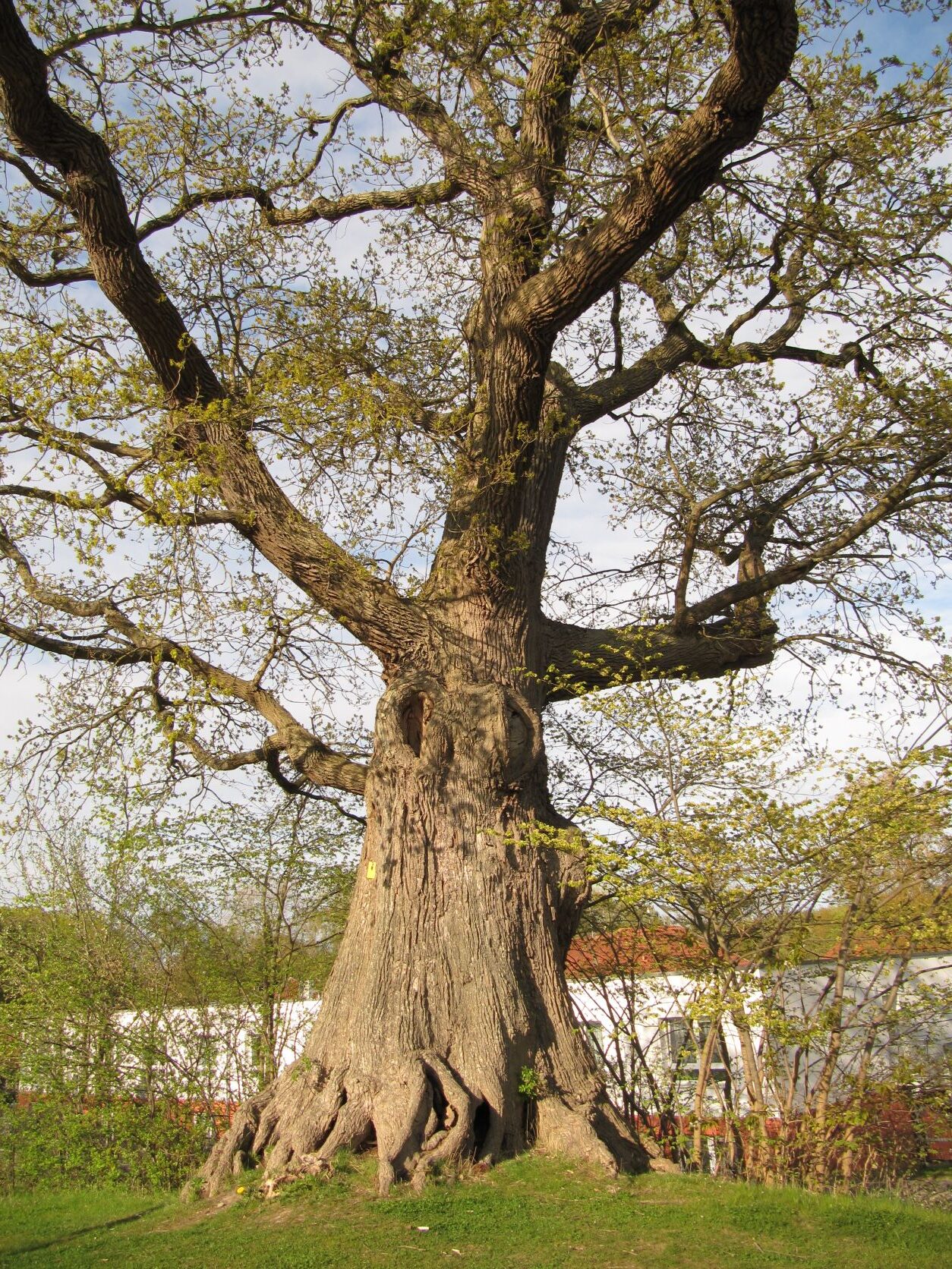 Quercus robur - Dän.Nienhof - Mai 2022