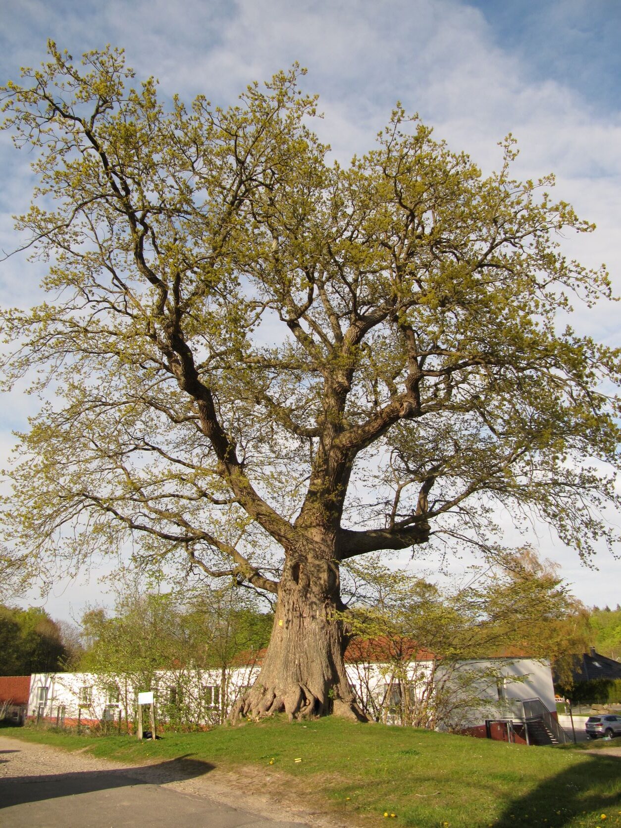 Quercus robur - Dän.Nienhof - Mai 2022