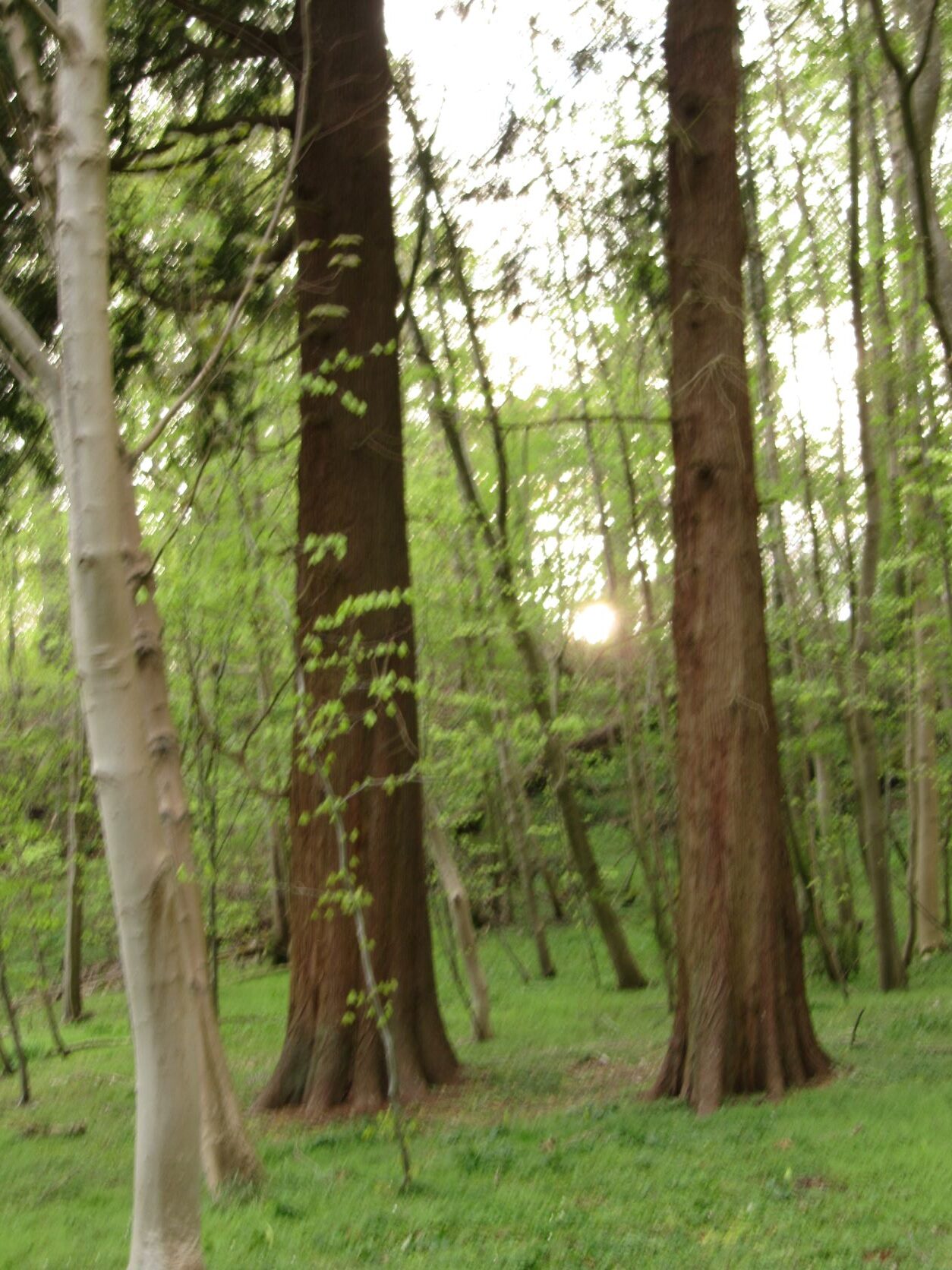 Thuja plicata - Schleswig - 2022
